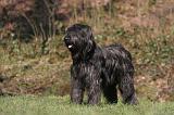 BRIARD 046